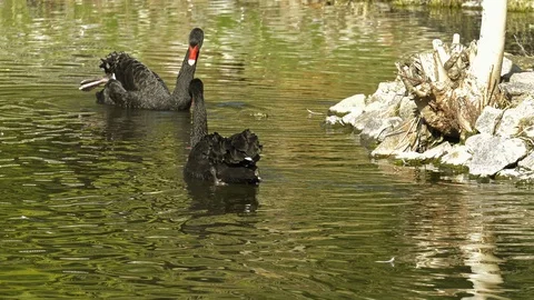 Back swan on lake Stock-Footage 102883877