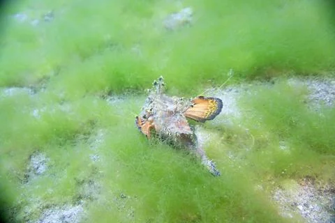 Back of Synanceia Stock Photos