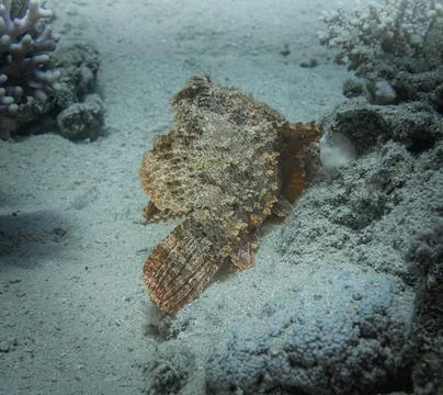 Back of Synanceia Stock Photos