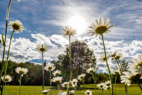 Back of Tall Daisies 写真素材