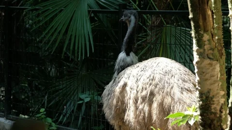 The back of a tall Emu Stock Footage 113922473