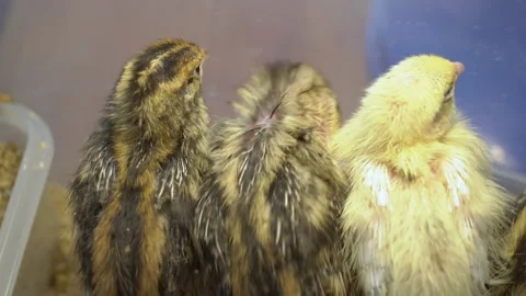 The back of the three tiny chicks inside the box Stock Footage 132301921