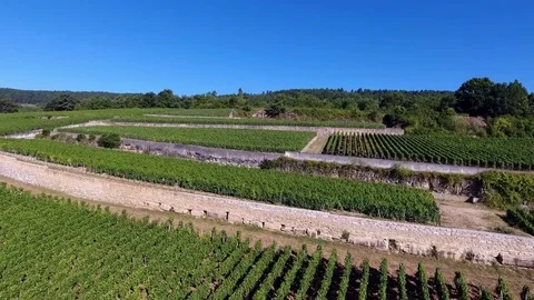 Back tracking shot on vines on hills Stock Footage 74467470