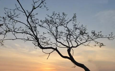 Back tree and mountain landscape at Sunset Stock Photos