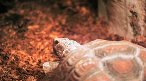 Back of turtle Stock Footage 22024418