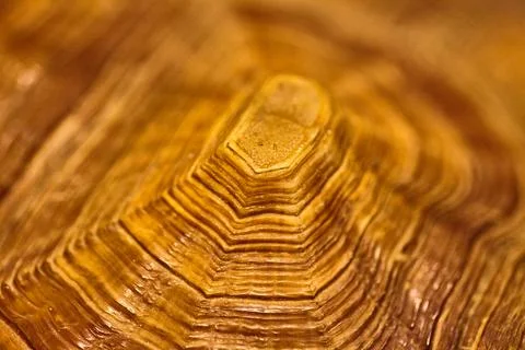 The back of a turtle shell with cascading brown ripples Stock Photos