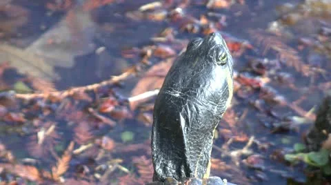 Back of A Turtles Head Video stock 12706905