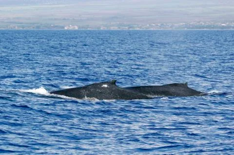 Back of two Humpback whale Stock Photos