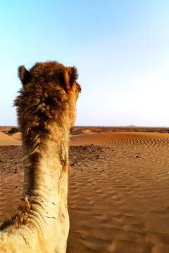 Back View of an Adventurous Camel Looking at the Sunset 写真素材
