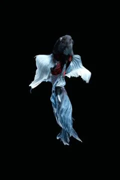 Back view angle of grey dumbo, big ear halfmoon betta siamese fighting fish Foto stock