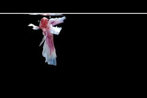 Back view angle of pink white big ear halfmoon betta siamese fighting fish Foto stock