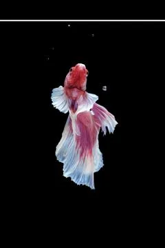 Back view angle of pink white big ear halfmoon betta siamese fighting fish Stock Photos