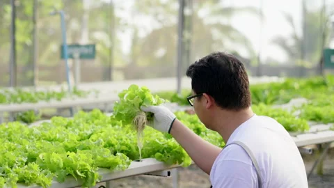 Back view of Asian man farmer checking quality of hydroponic vegetables Stock Footage 221674707