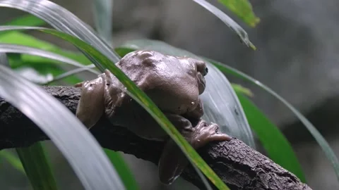 Back View Of An Australian Green Tree Frog Perching On A Branch Among Stock Footage 162811071