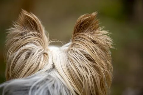 Back view of the back of the head of a Yorkshire Terrier dog looking far away. Foto stock