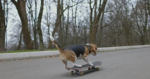 Back view of beagle dog rides a skateboard in park. Pet Dog skateboarding 스톡 동영상 166808939