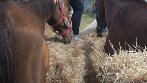 Back view of beautiful brown horses eating hay in equestrian center summertime Stock Footage 111578736