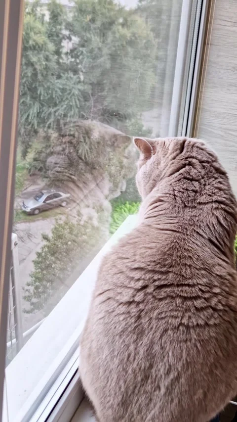 Back view, Beige Cat Sitting Watching Window Outdoor View Stock Footage 319041333