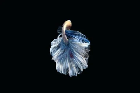 Back view betta siamese fighting fish Giant Halfmoon Rosetail, white blue color Stock Photos