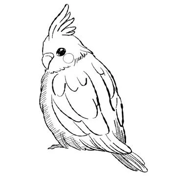 Back view of a black and white cartoon drawing of a cockatiel bird. Minimalis Stock Illustration