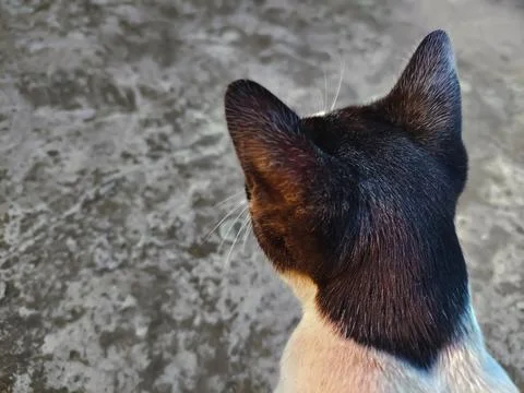 Back view of black and white cat looking to the side, blurred street background Stock Photos