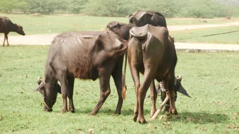 Back view of  black buffalos feeding on grass in a wide space Stock Footage 225687473