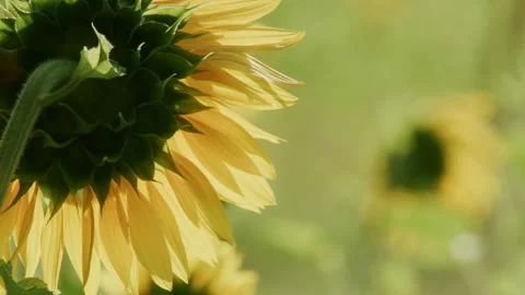 Back view of blooming sunflower in bright summer sunlight Vidéo 335697556