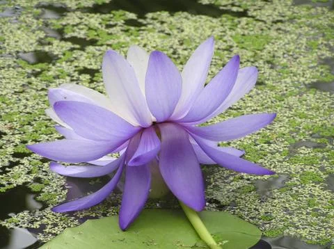 Back view blue lotus Stock Photos