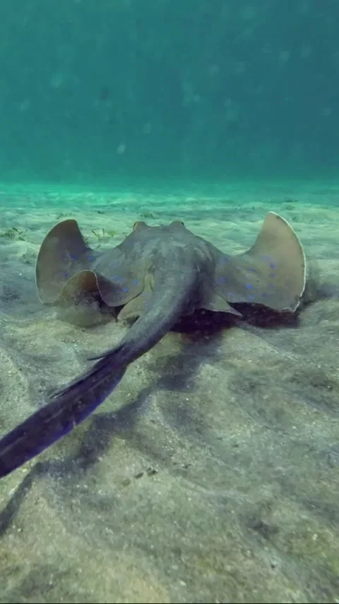 Back view of Blue spotted Stingray (Taeniura lymma) swim slowly above sandy Stock Footage 232765555
