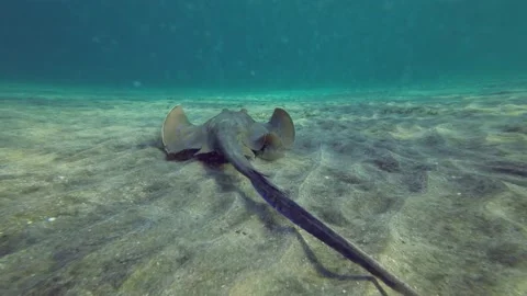 Back view of Blue spotted Stingray (Taeniura lymma) swim slowly above sandy Stock Footage 232770888