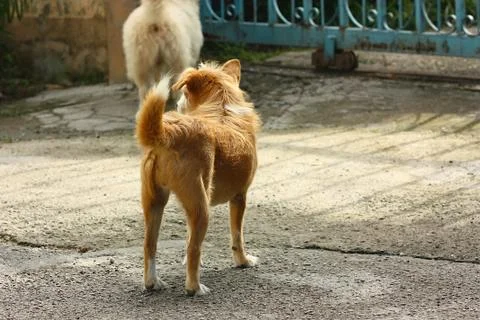 Back view of brown dog Stock Photos