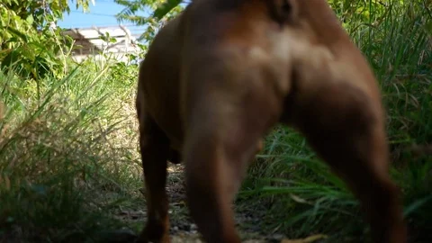 Back view of brown Jack Russell funny dog runs through the green grass Stock Footage 120556567