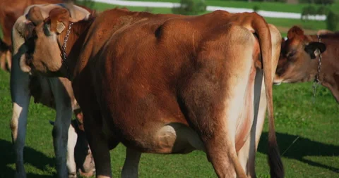 Back view of a brown jersey cow moving her tail and eating in the field pasture Stockbeeldmateriaal 165267151