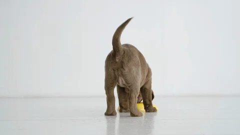 Back view of brown labrador puppy eating dog food from bowl on a floor Vídeos de archivo 107048450