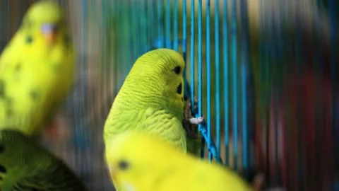 Back view of budgerigar parrot, playing with other birds. Video stock 238828162