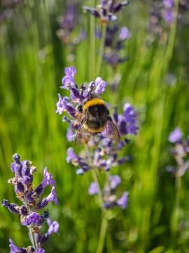 Back view of a bumblebee on lavender flower with translucent wings Stock Photos