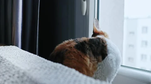 Back view of calico Devon Rex cat looking outside through the window Stock Footage 233675429