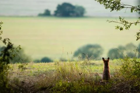Back view of calm red fox sitting at the edge of meadow and looking away Stock Photos