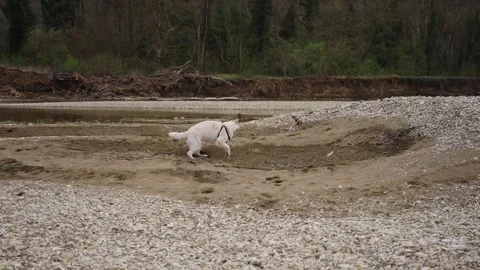 Back View Of Campervan Driving Along Forest Road At Dusk Stock Footage 310229251