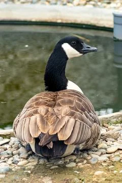 Back view of a Canada goose resting on rocky ground near a pond, its black .. Stock Photos