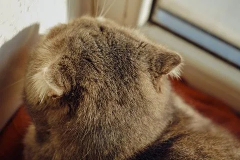 A back view of a cat shows sunlight gently illuminating its head and ears. Th Stock Photos