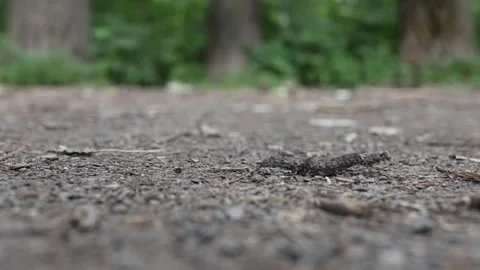 Back view of the caterpillar quickly crawling on the ground. Video stock 248415587