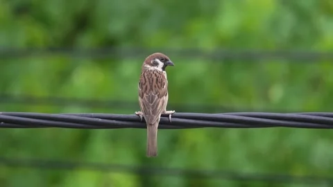 Back view of cautious sparrow bird standing on electric wire cable isolated a Video stock 248643920