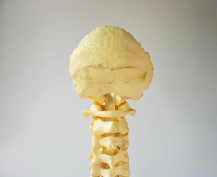 Back view of cervical spine model Stock Photos