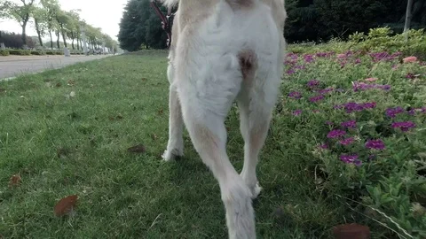 Back view of cheerful dog on the walk. Girl walking her dog on leash. Video stock 109885149