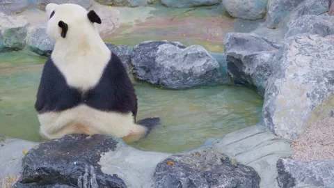 Back view of a Chinese giant panda soaking in a pool to cool down in summer. Stock-Footage 332627901