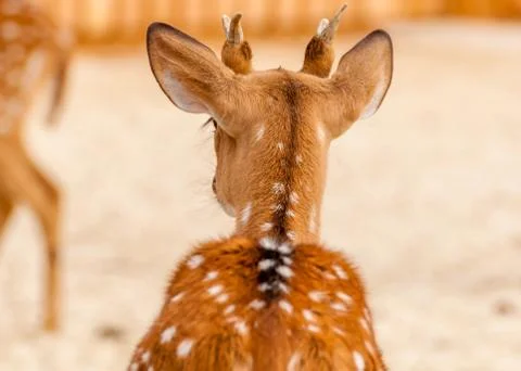 Back view of a chital deer Stock Photos