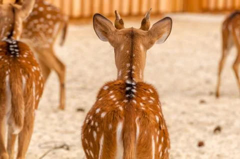 Back view of a chital deer Stock Photos