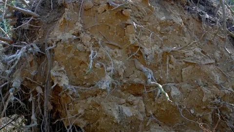 Back view close up of uprooted tree trunk and lizard 库存影片 277538672