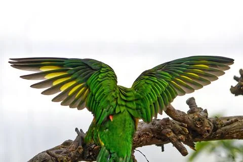 Back view of a coconut lorikeet with wings spread perched on a tree branch Stock Photos